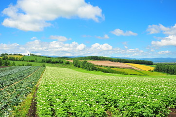 Fototapeta na wymiar Plantation Fields at Biei, Hokkaido, Japan