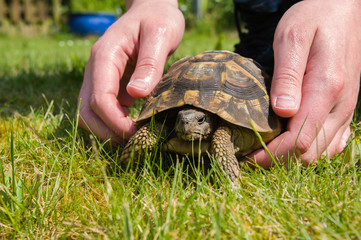 Fototapeta premium Tortue d’Hermann