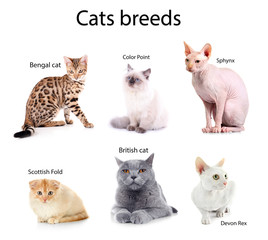 Beautiful cats with names of breeds on white background.