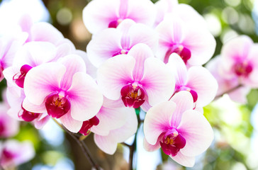 White phalaenopsis orchid flower