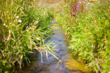 kleiner Bach in Sommerwiese