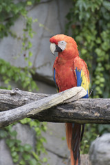 ara macaw parrot on its perch