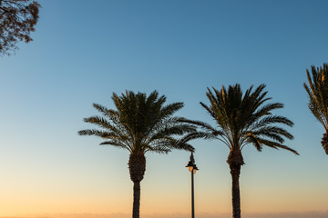 palm trees during sunset in the mediterranean