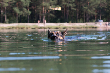 Fototapeta premium German shepherd swims in the water in summer day