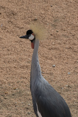 Fototapeta premium crowned crane bird