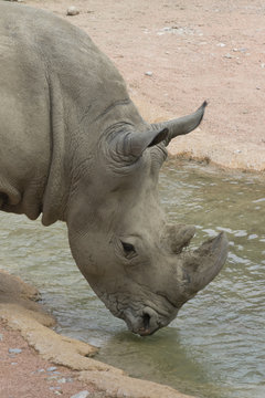 rhino in the jungle