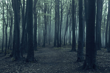 Horror trail in creepy foggy forest