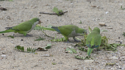parakeet parrot on its perch