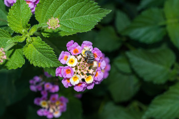 bee on an oriental flower