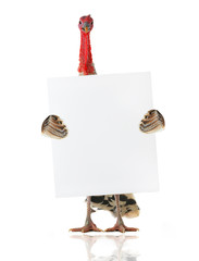 turkey © fotomaster