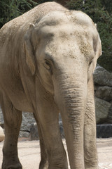 Naklejka premium elephant