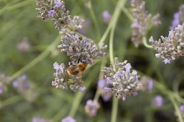 Bee close up gathering pollen on purple flower (lavender)