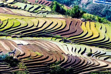 Beautiful terraced rice fields in Vietnam