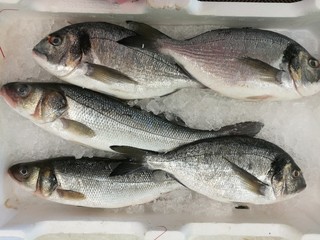 Fototapeta premium fresh sea bream at the market