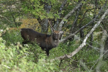片角のニホンジカ