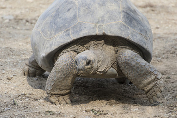 big tortoise