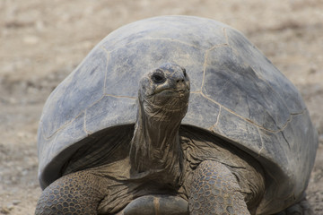 big tortoise