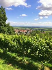 Fototapeta na wymiar Weinbaugebiet