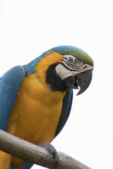 ara ararauna parrot on its perch