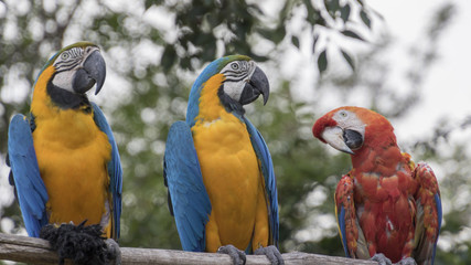 ara ararauna and macaw parrot on its perch © spetenfia