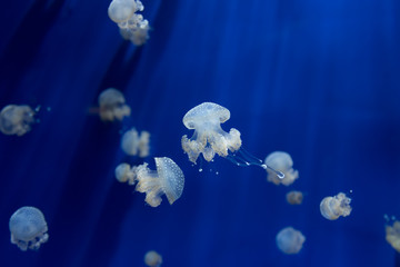 Obraz premium medusa jellyfish underwater diving photo egypt red sea