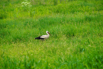 White Stork In Green Field