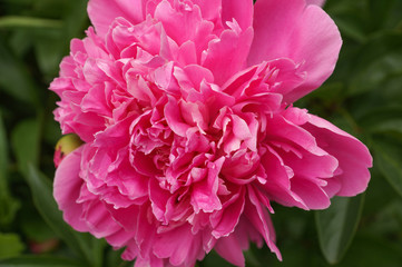 Peony Flower