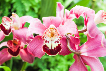 Pink orchid flower, phalaenopsis