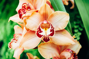 Orange orchid flower, phalaenopsis