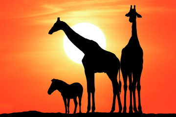 Obraz premium silhouette giraffe and zebra