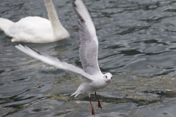 seagull flying on lake
