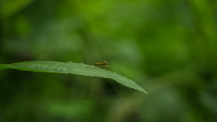 Scarab