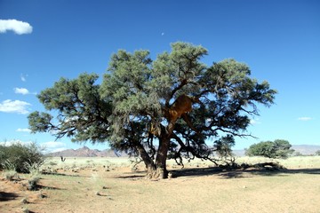 Obraz premium Tree in the desert