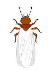 Winged Termite Insect