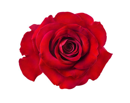 rose isolated on the white