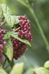 red rosehips in the garden