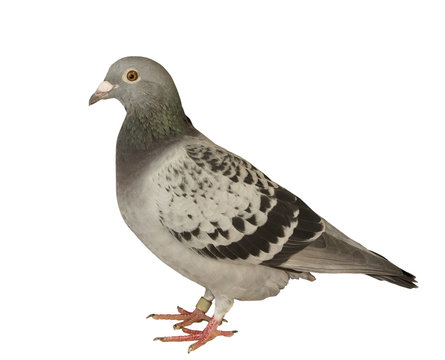 close up full body of speed racing pigeon bird isolated white ba