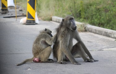 Baboons