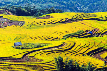 Beautiful terraced rice fields in Vietnam