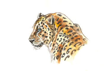 far eastern leopard watercolor portrait
