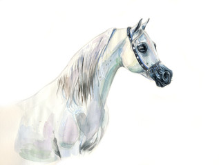 white arabian horse watercolor portrait © Olga Itina