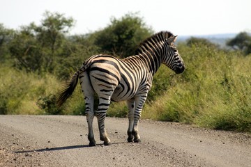 Fototapeta na wymiar Zebra in the bush