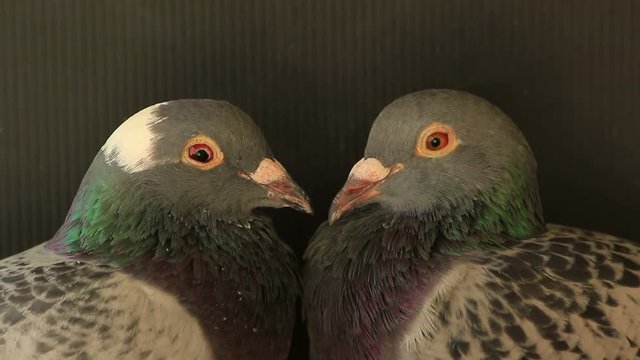 close up pigeon bird in home loft