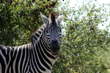 Curious Zebra