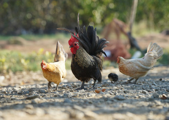 Chicken, Hen, Bantam in the outdoor area, Blurred background