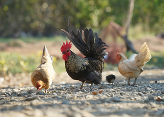 Chicken, Hen, Bantam in the outdoor area, Blurred background
