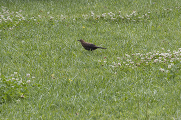 blackbird in the garden