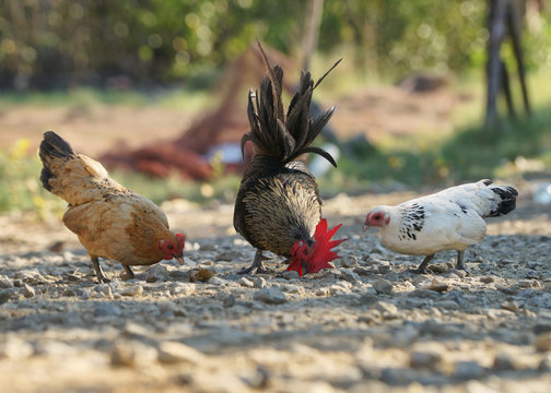 Chicken, Hen, Bantam in the outdoor area, Blurred background