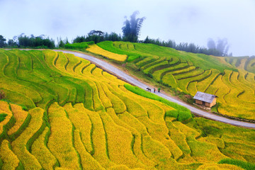 Beautiful terraced rice fields in Vietnam