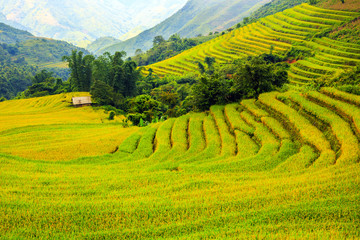 Fototapeta premium Beautiful terraced rice fields in Vietnam